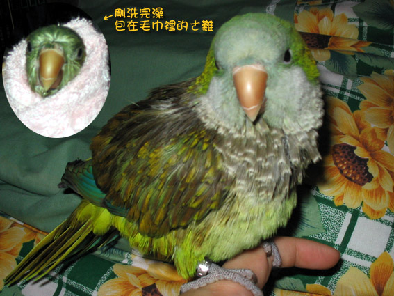 洗完澡的ㄜ難