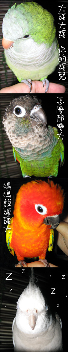 大頭大頭愛唱歌
