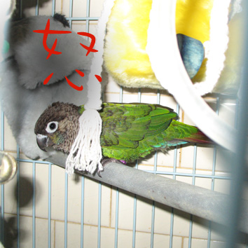 見小登秀企