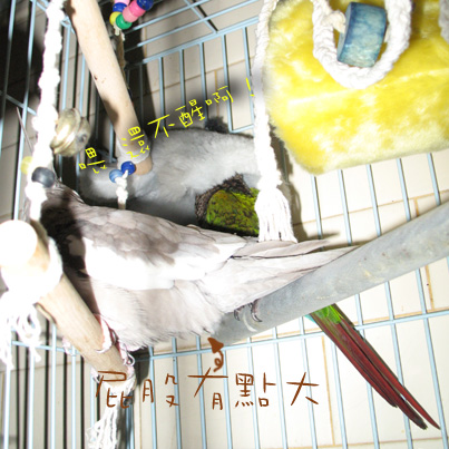 連小繫都看不過去