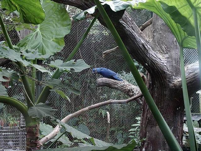 動物園內的紫藍金鋼