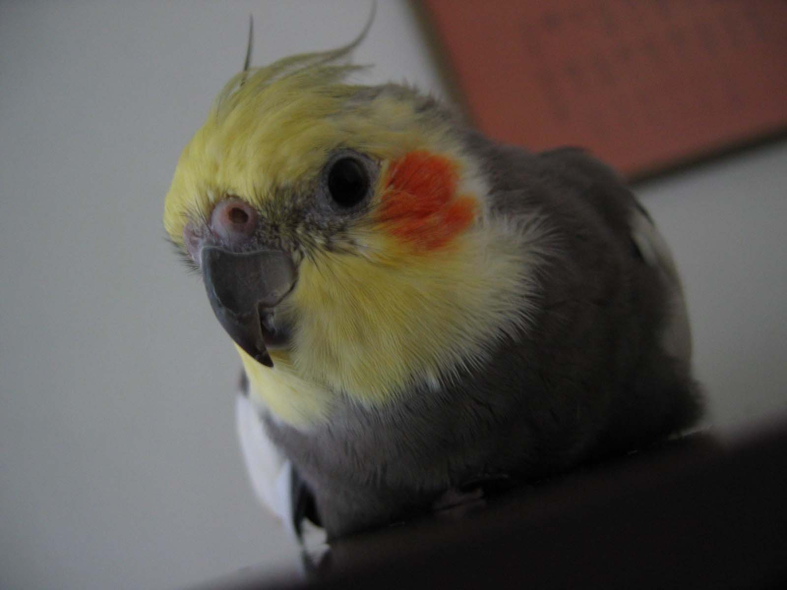 Oscar