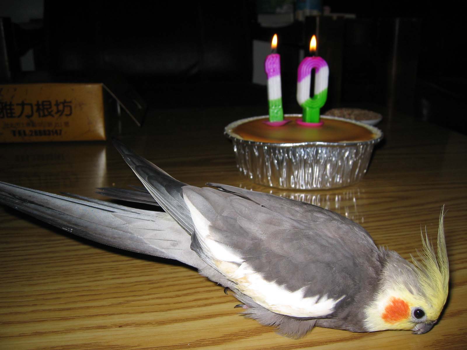 程小乖十歲生日留影