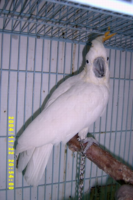 PAF