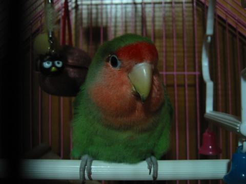 五比五身材+雙下巴的布袋鳥