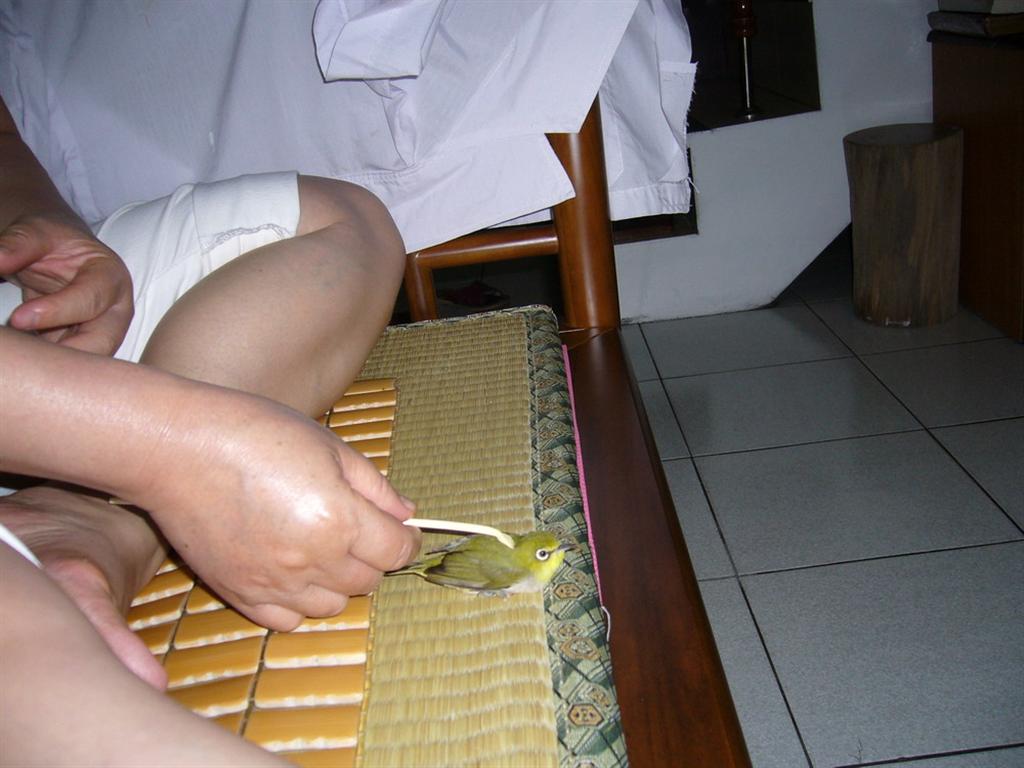自製鳥專用抓癢不求人 Part 1