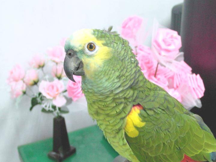 Parrot