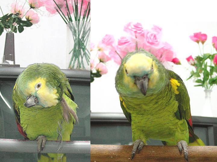 Blue-Fronted Amazon