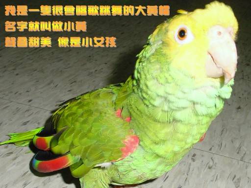 愛唱歌的大黃帽