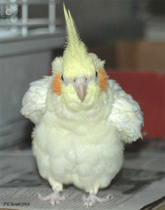 QUI