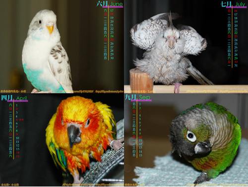 2006鳥寶貝雙週曆桌布