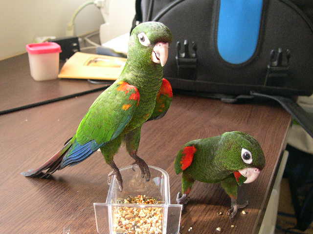 吃個飯也要擺 pose