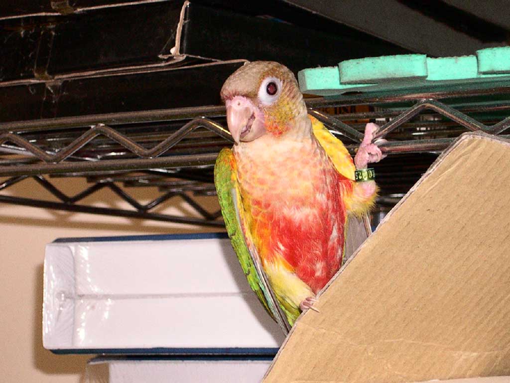 鳳梨?