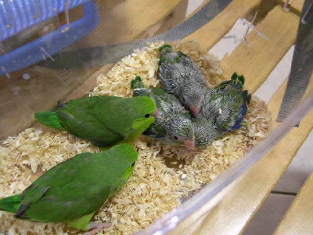 太平洋幼鳥