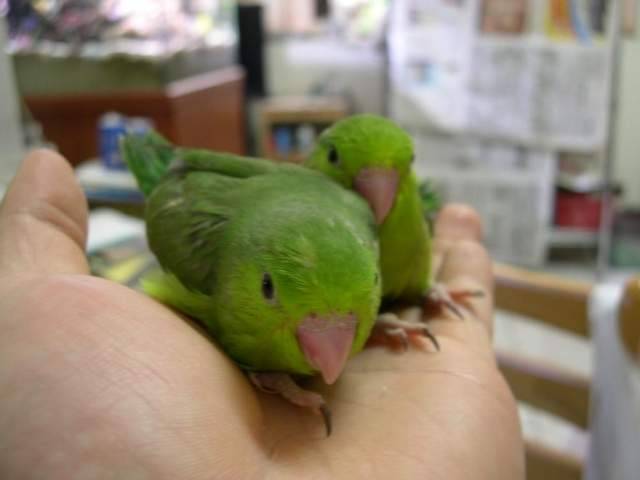 相親相愛