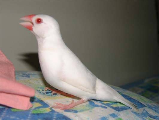 文鳥選美照--阿卡2