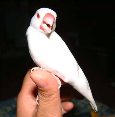 文鳥選美照--阿卡3
