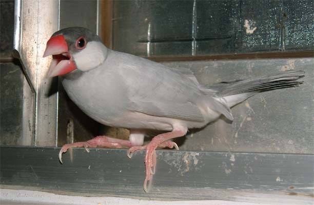 文鳥選美照--阿凐