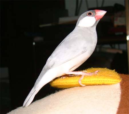 文鳥選美照--阿凐2