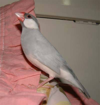 文鳥選美照--阿凐3
