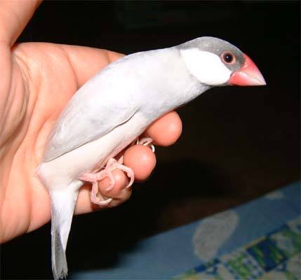 文鳥選美照--阿凐4