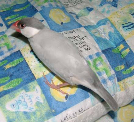 文鳥選美照--阿凐5