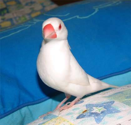 文鳥選美照--阿卡4