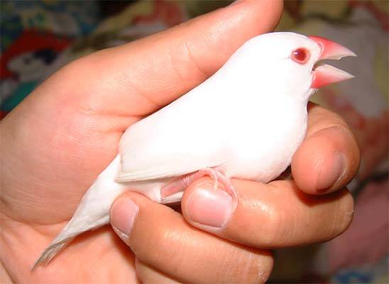 文鳥選美照--阿卡5