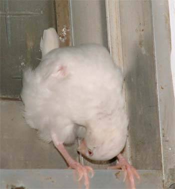 史上最醜的鳥姿勢