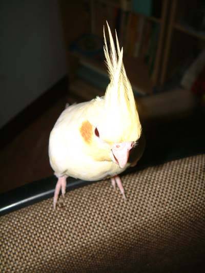 大頭鳥篇--祐祐