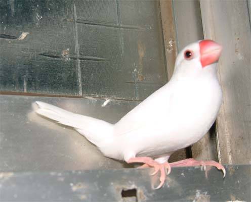 文鳥選美照--阿遼