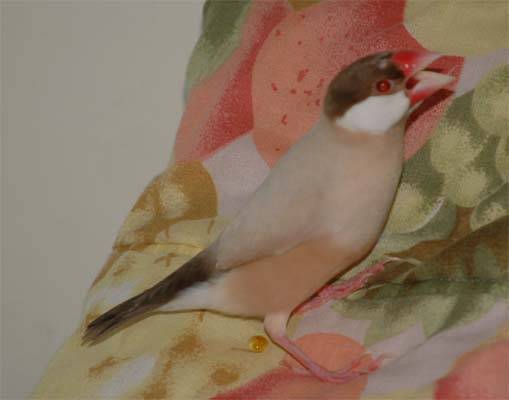 文鳥選美照--阿梓
