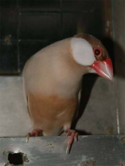 文鳥選美--阿梓2