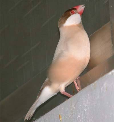 文鳥選美照--阿梓3
