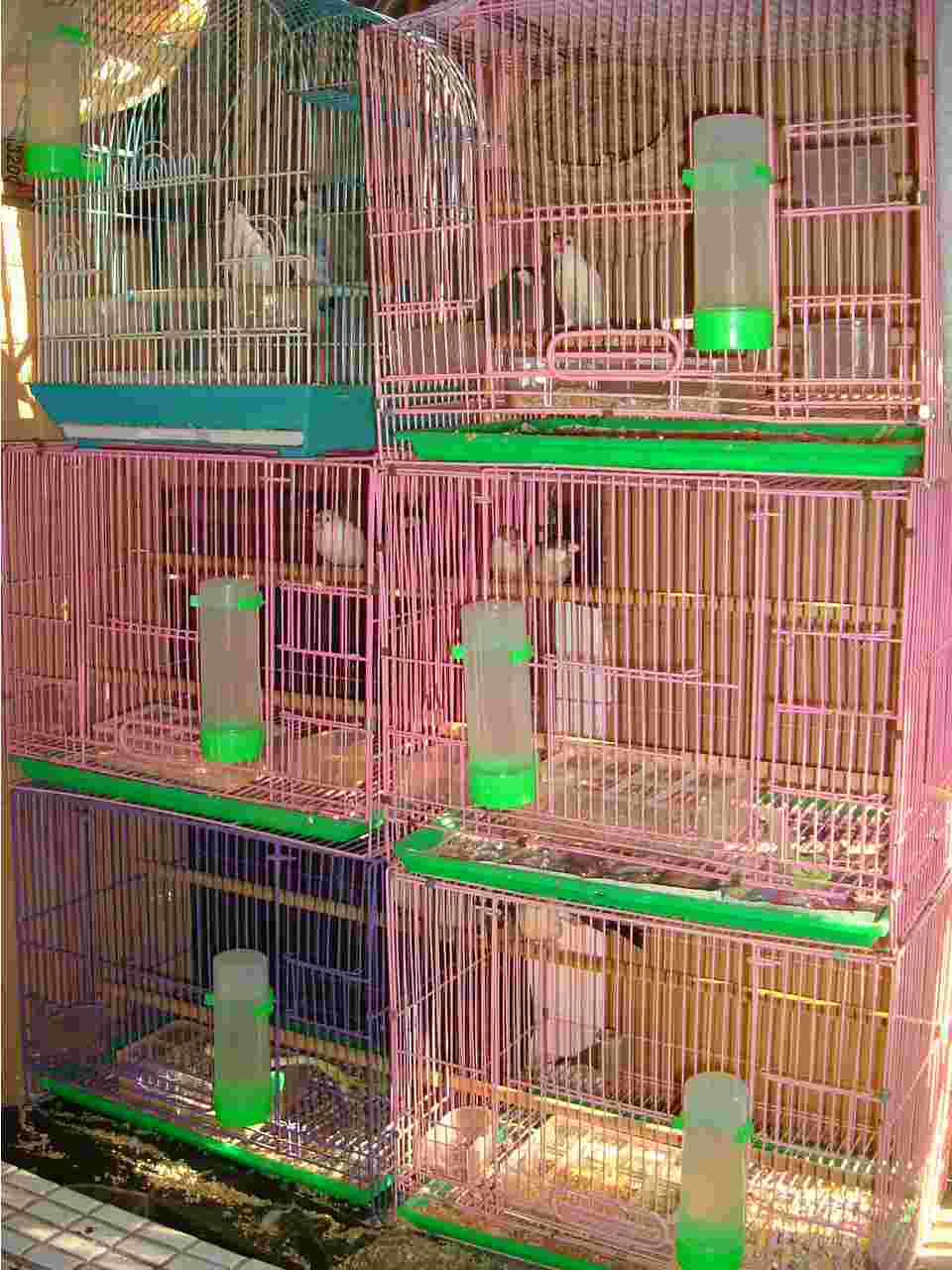 給小蔡哥哥