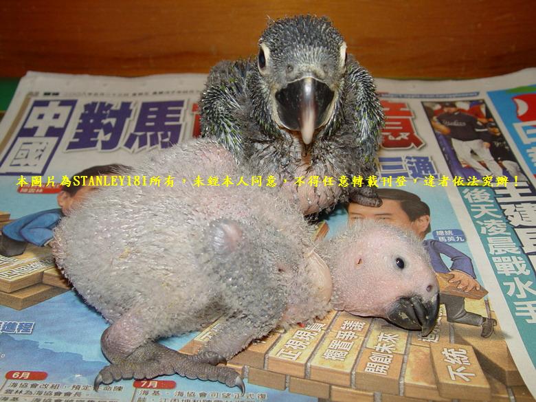 黃領金剛跟灰鷹幼鳥