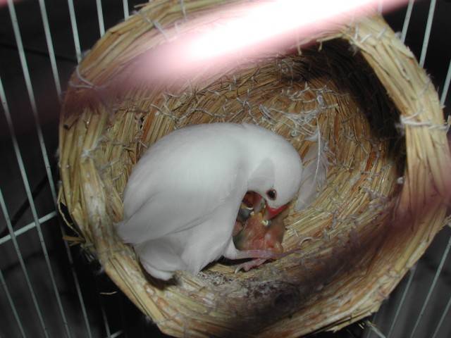 模範把拔