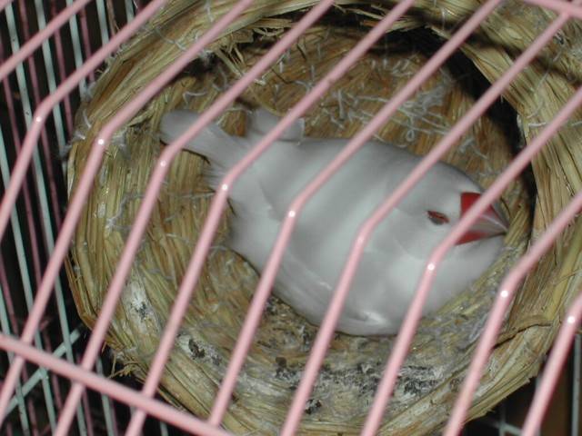 孵蛋孵到睡著