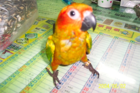 可愛的金金幼鳥