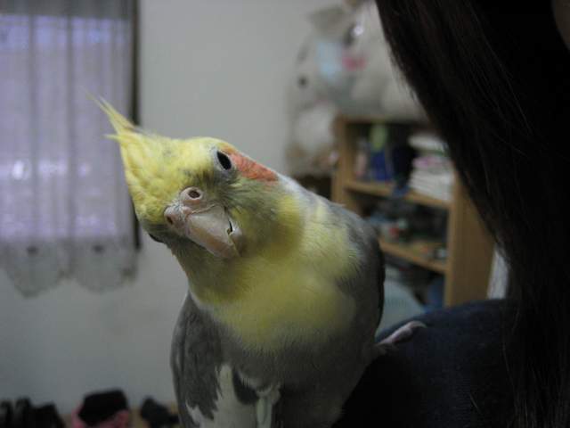 玄鳳-米米
