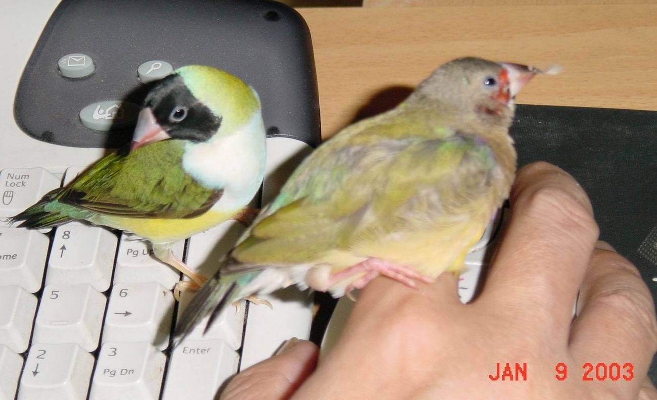 胡錦小幫手～