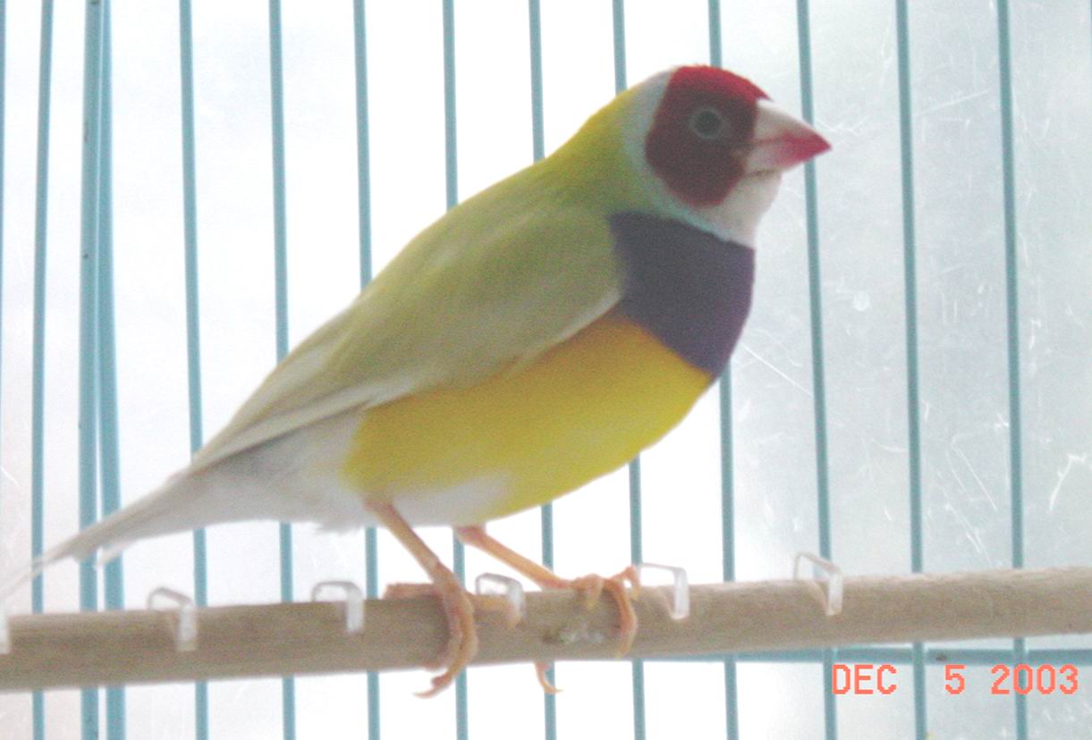 黃背胡錦---