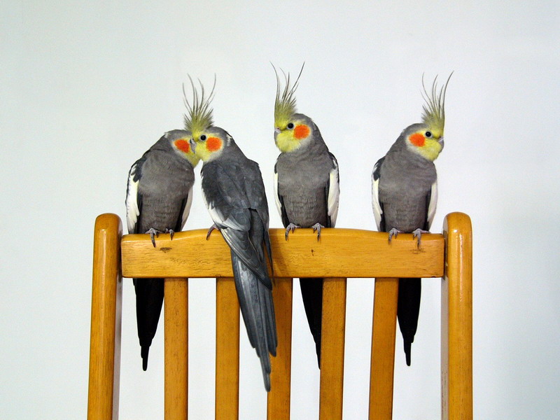 一鳥四化.....