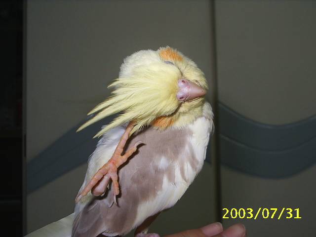 又在抓