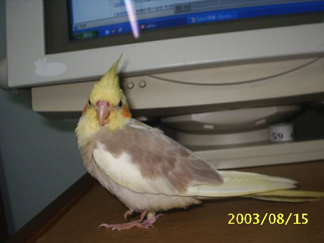 金雞獨立