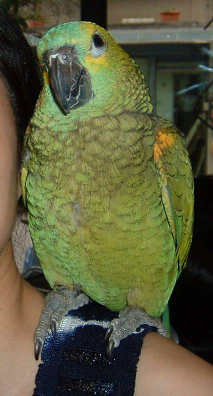 4月19日鳥聚