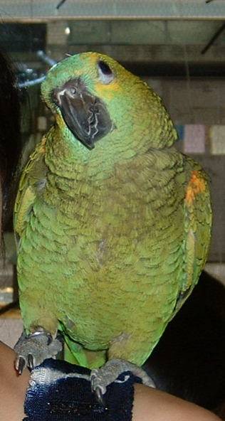4月19日鳥聚