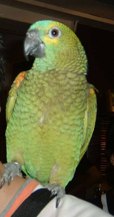 4月19日鳥聚