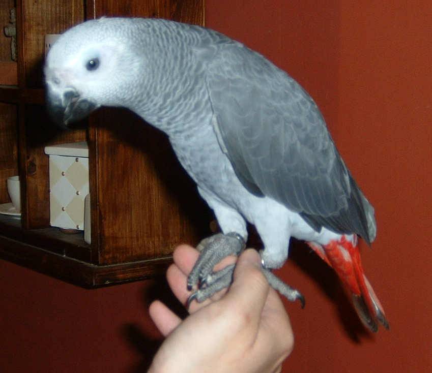 4月19日鳥聚