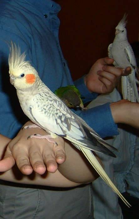4月19日鳥聚